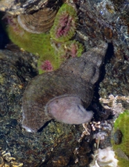 Crepidula adunca