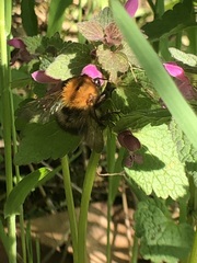Bombus