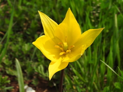 Tulipa sylvestris