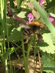 Bombus
