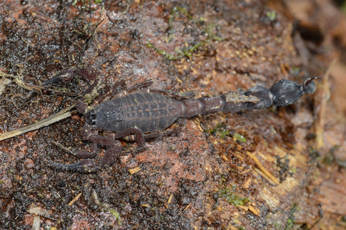 Tityus crassicauda