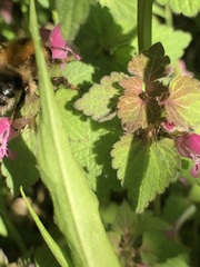Bombus
