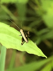 Pholidoptera griseoaptera