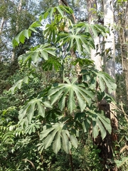 Cecropia