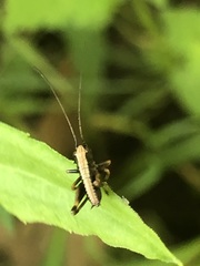 Pholidoptera griseoaptera