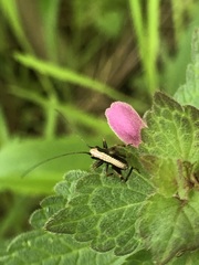 Pholidoptera griseoaptera