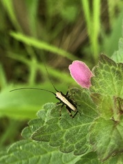 Pholidoptera griseoaptera