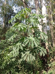 Cecropia