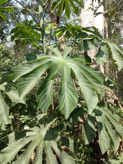 Cecropia