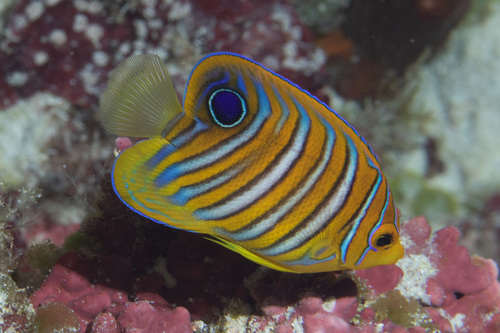 Regal Angelfish