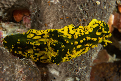 Notodoris gardineri