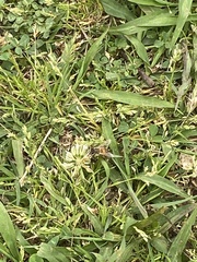 Apis mellifera