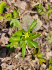 Ranunculus micranthus