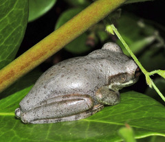 Osteopilus septentrionalis