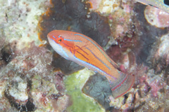 Paracheilinus flavianalis