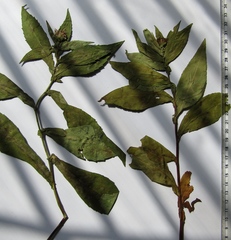 Symphyotrichum novi-belgii