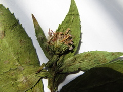 Symphyotrichum novi-belgii