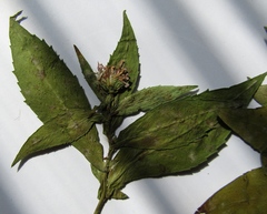 Symphyotrichum novi-belgii
