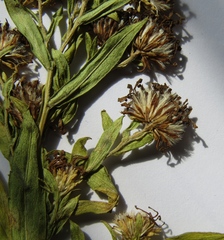 Symphyotrichum × versicolor