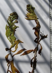 Symphyotrichum × versicolor