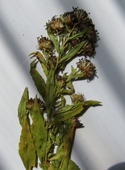 Symphyotrichum × versicolor