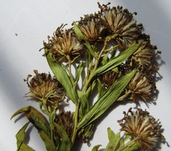 Symphyotrichum × versicolor