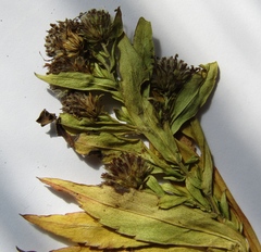 Symphyotrichum × versicolor