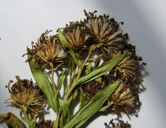 Symphyotrichum × versicolor