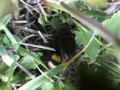 Bombus