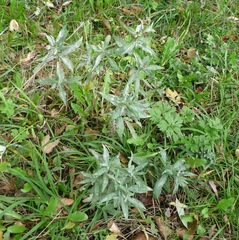 Symphyotrichum novi-belgii