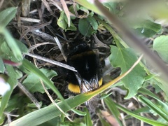 Bombus