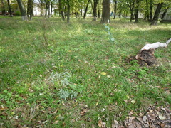 Symphyotrichum novi-belgii