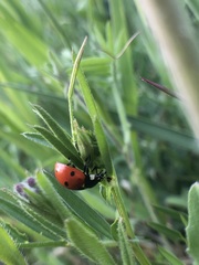 Coccinella septempunctata