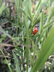 Coccinella septempunctata