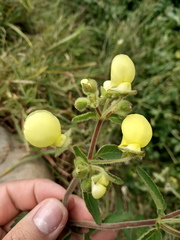Calceolaria mexicana