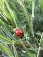 Coccinella septempunctata