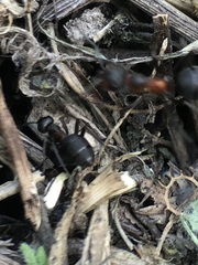 Formica rufa