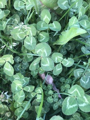 Trifolium repens