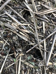 Formica rufa
