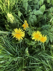 Taraxacum officinale