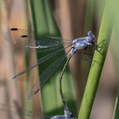 Lestes macrostigma
