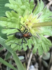 Formica rufa