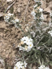 Cryptantha ambigua