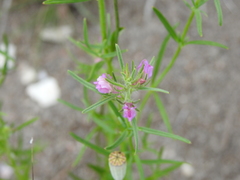 Misopates