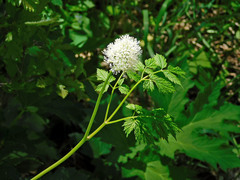 Actaea rubra