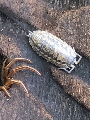 Oniscidea