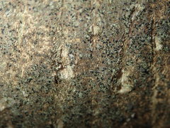 Pseudoschismatomma rufescens