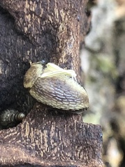 Stylommatophora