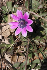 Anemone