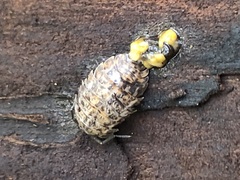 Oniscidea